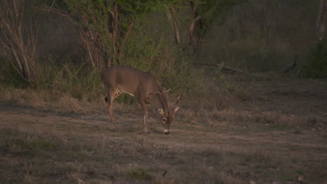 Un-Venado-Cola-Blanca-En-Texas,-Estados-Unidos