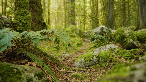 Lange-Farnpflanzen-Bewegen-Sich-Langsam-In-Einem-Grünen-Regenwald-In-Kanada