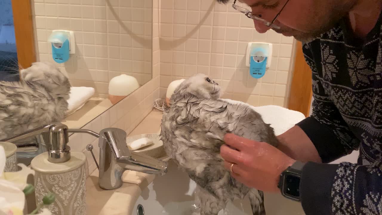 un hombre baña a su gato escocés en un baño equipado con ducha, mostrando un cuidado tierno en un ambiente acogedor e íntimo