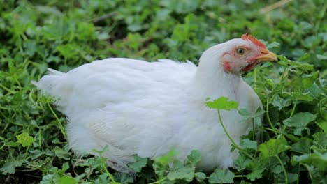 white chicken chiken sitting in green grass big chickenchicken is an egg white chicken chiken sitting in green grass big chickenchicken is an egg chicken on grass