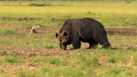 El-Oso-Pardo-(ursus-Arctos)-En-La-Naturaleza-Salvaje-Es-Un-Oso-Que-Se-Encuentra-En-Gran-Parte-Del-Norte-De-Eurasia-Y-América-Del-Norte.-En-América-Del-Norte,-Las-Poblaciones-De-Osos-Pardos-A-Menudo-Se-Denominan-Osos-Pardos.