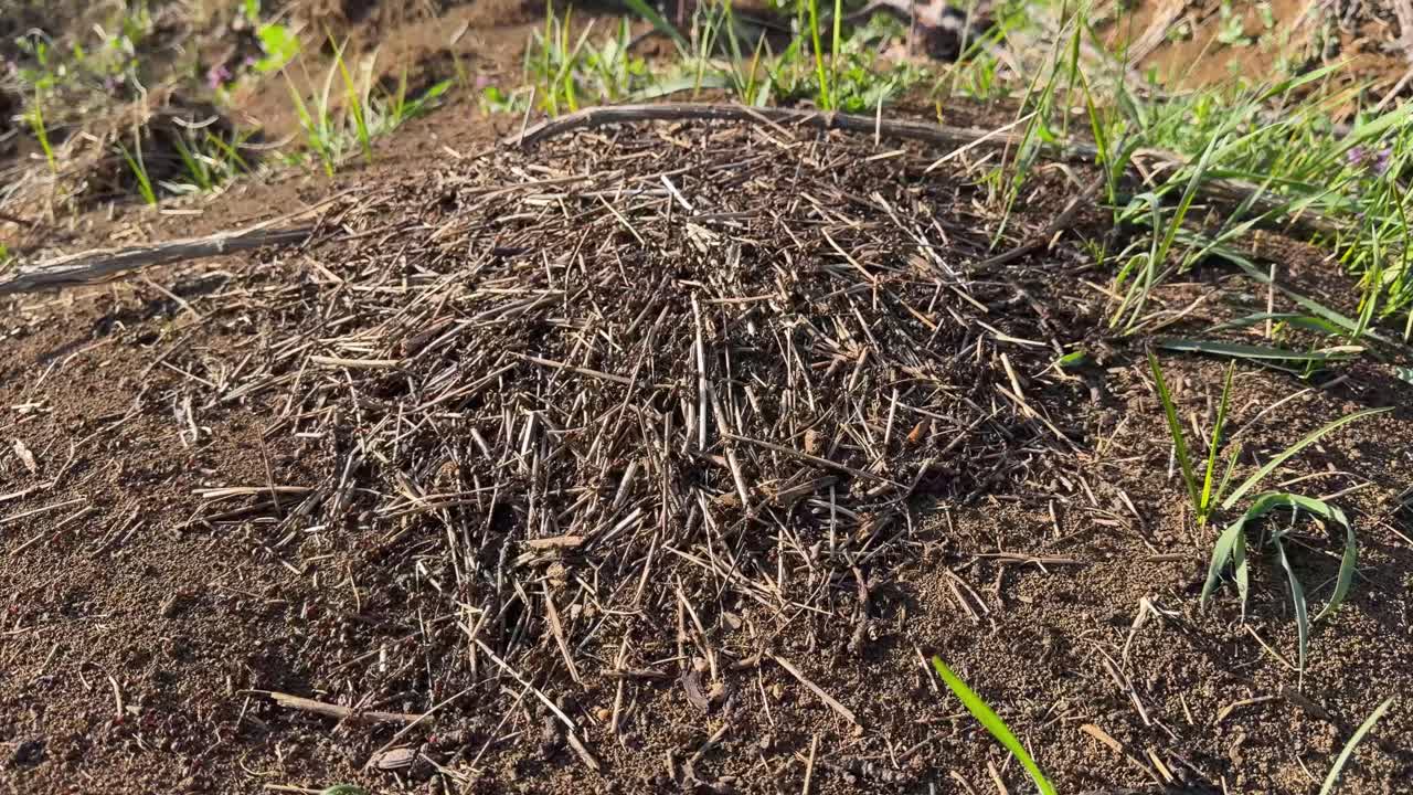 Formiche si muovono attivamente attorno a una piccola colonia di formiche su terreno asciutto e sporco, con ramoscelli sparsi ed erba verde visibili sulla superficie alla luce naturale del giorno