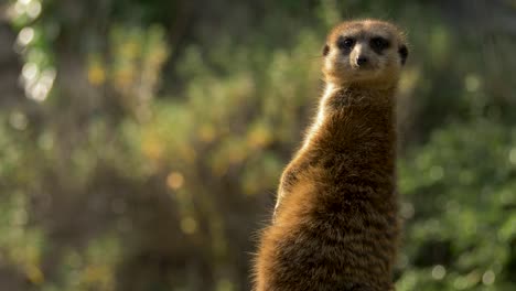 close-up of a backlit meerkat looking for danger in the sunset