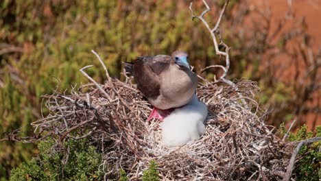 red-footed booby with juvenile chick in nest - handheld shot