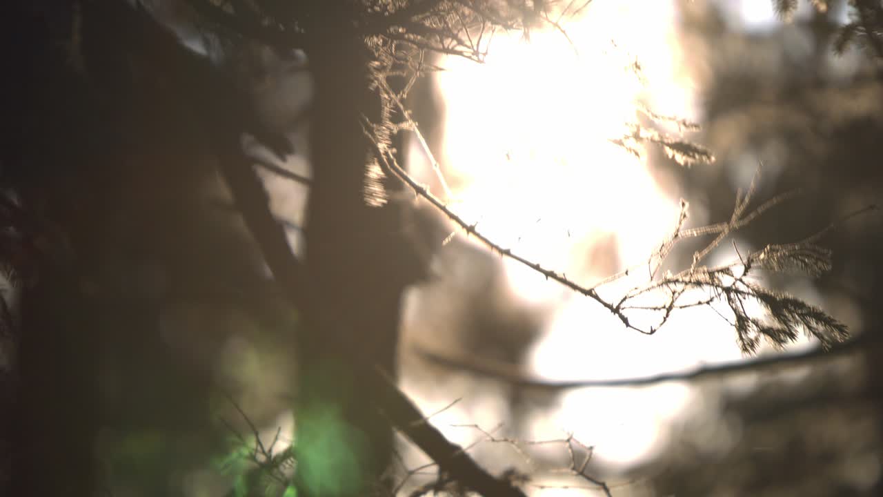 상록 나무의 숲은 추운 바람이 불어오는 아침에 첫 빛에 맞는다.