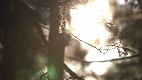 el bosque de árboles de hoja perenne es golpeado por los primeros rayos de sol en una fría y ventosa mañana.