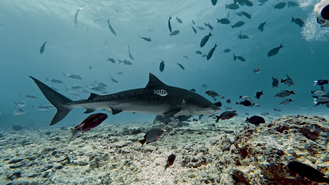 Tiger Shark in the waters of Fuvahmulah, Maldives.