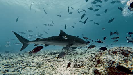 tiger shark in the waters of fuvahmulah, maldives.