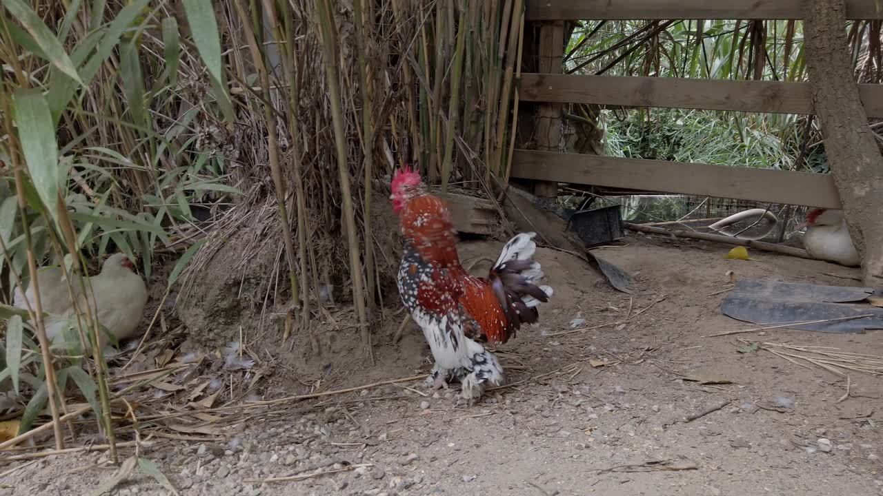 Distinctive red and white sabelpoot bantam rooster walking confidently through bamboo lined chicken enclosure, surrounded by fellow poultry and wooden fencing