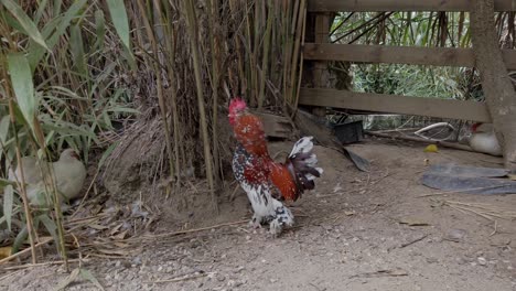 distinctive red and white sabelpoot bantam rooster walking confidently through bamboo lined chicken enclosure, surrounded by fellow poultry and wooden fencing