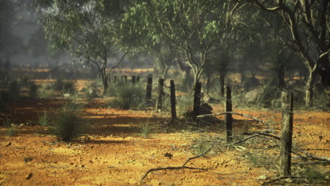 vibrant landscape in the outback featuring red earth and scattered trees