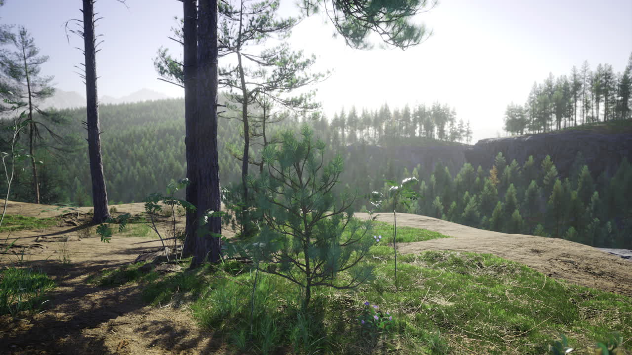 Serene forest landscape at dawn with lush greenery and distant hills