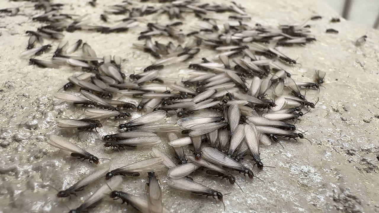 A large swarm of flying termites on a concrete surface