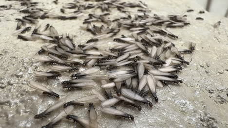 a large swarm of flying termites on a concrete surface