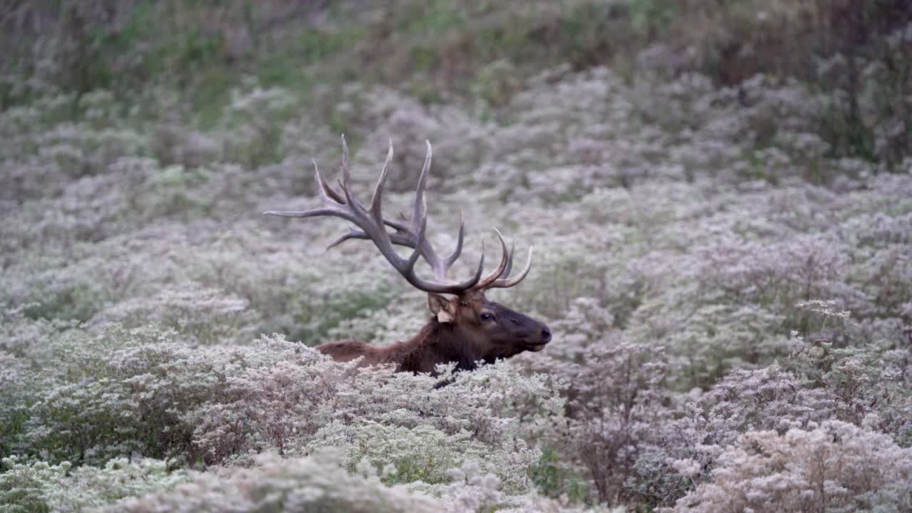 el alce toro grande se encuentra en el prado con hierba alta y flores