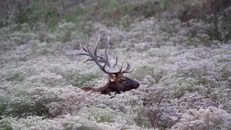 Large-bull-elk-stands-in-meadow-with-tall-grass-and-Flowers