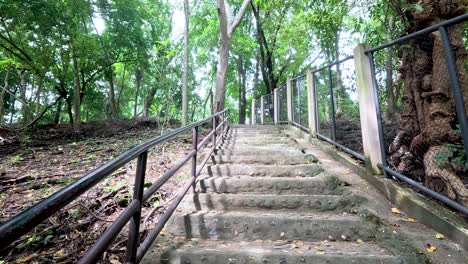 concrete stairs ascending through dense green foliage