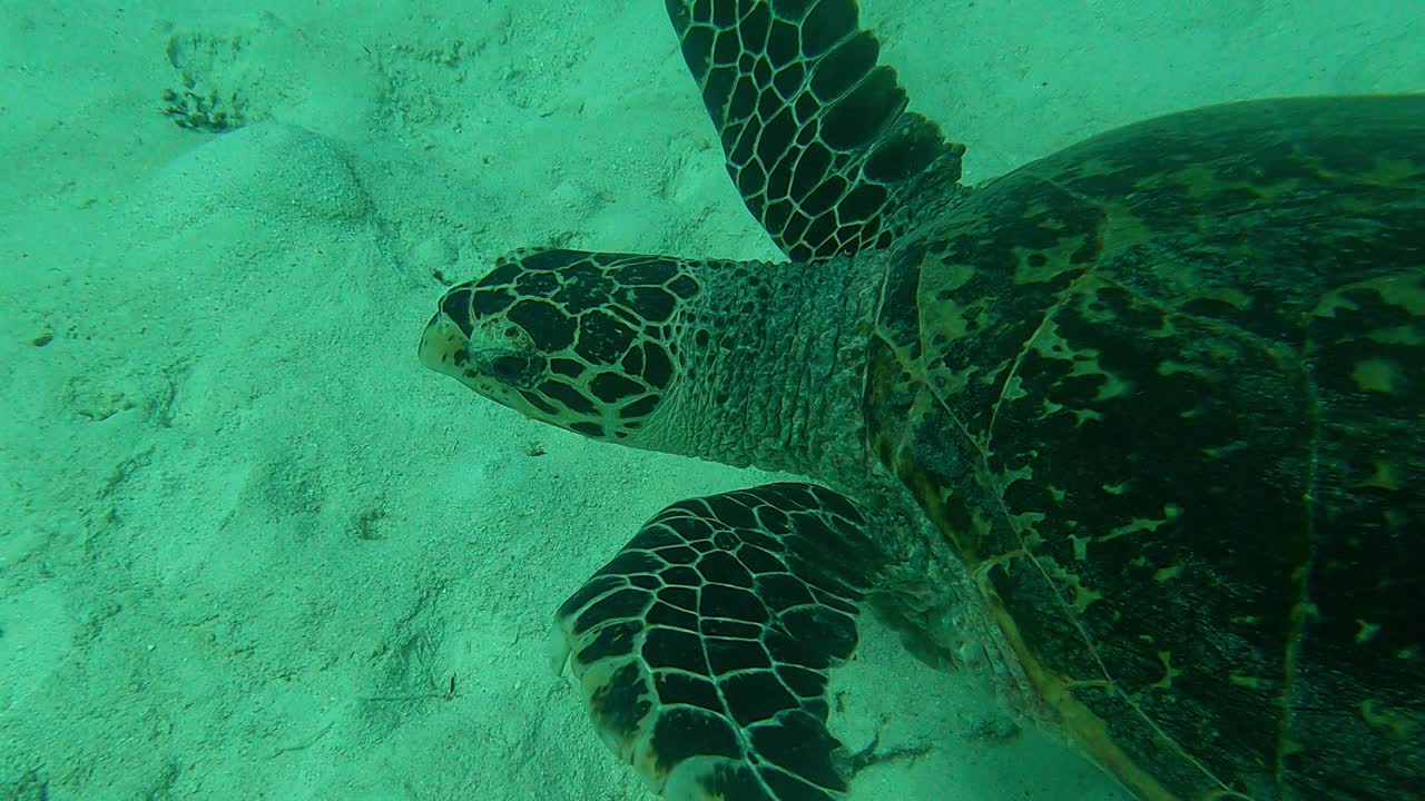 Seen from above followed by an action camera, Green Sea Turtle Chelonia mydas, Palau