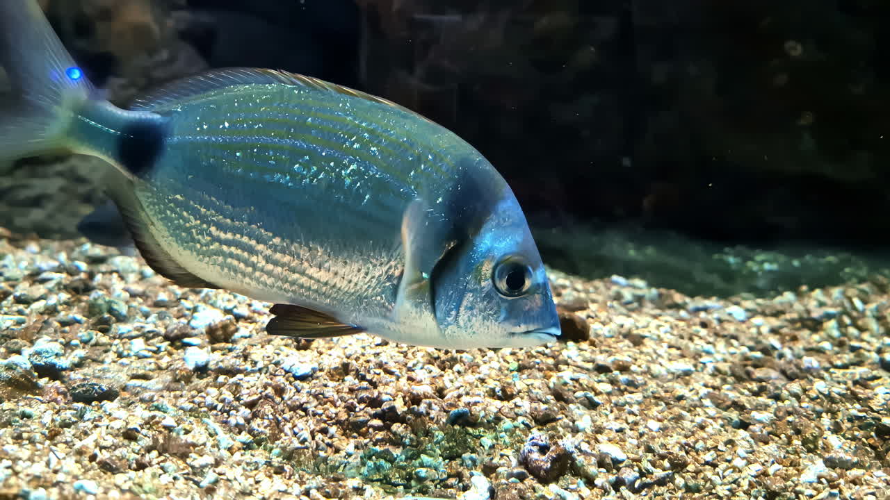 Annular Seabream Species Of Marine ray-finned Fish. Underwater Shot