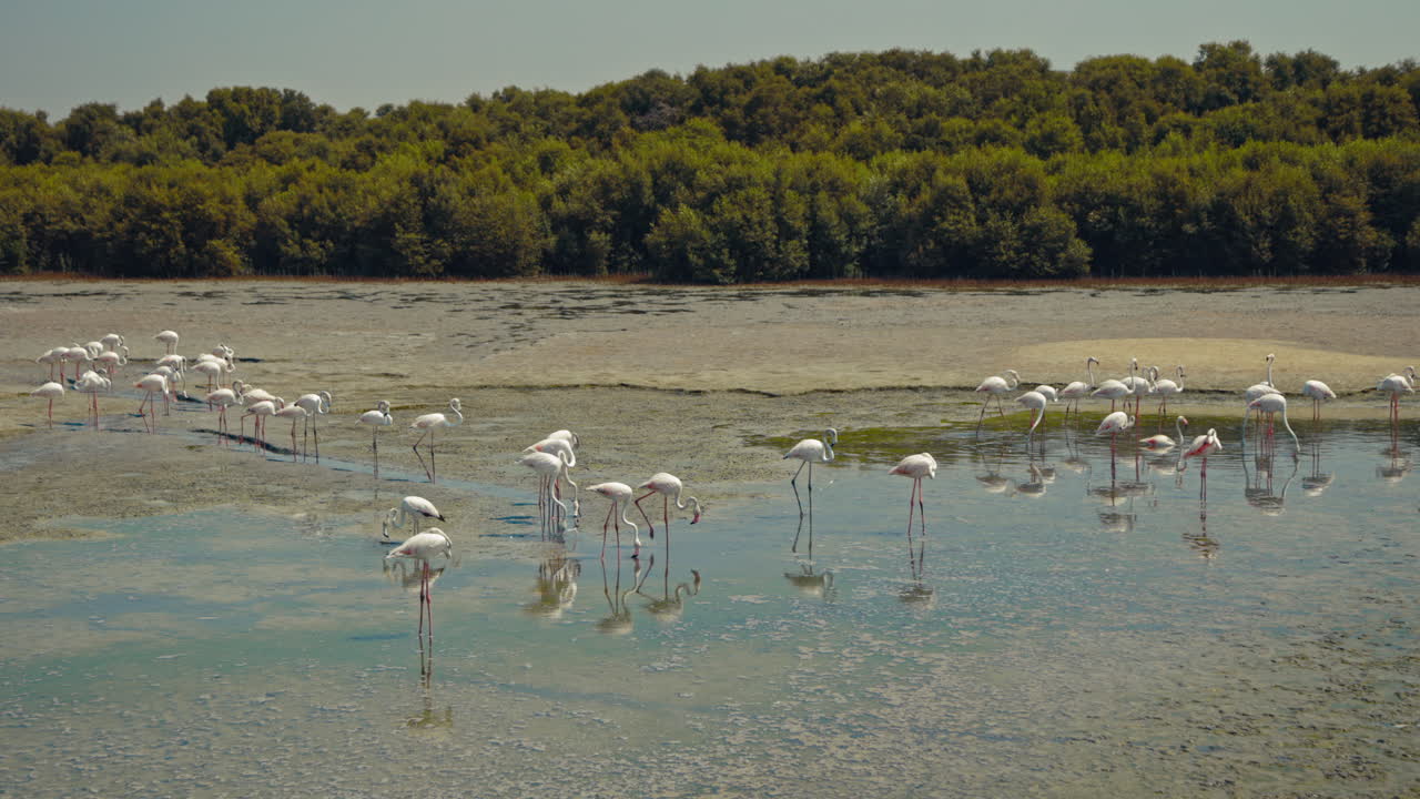 Flamingos in a Wetland