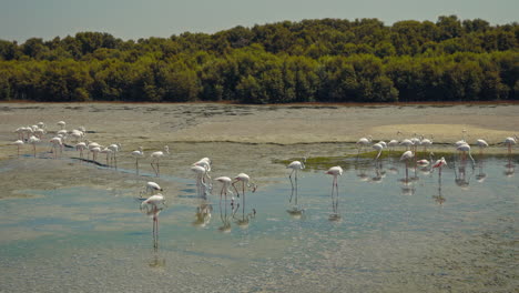 flamencos en un humedal