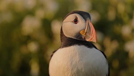 Close Up Cute Puffin Portrait at Sunset in in Beautiful Light, Atlantic Puffin Portraits in Golden Hour Sunlight on Skomer Island, UK Birds and Wildlife in Wales