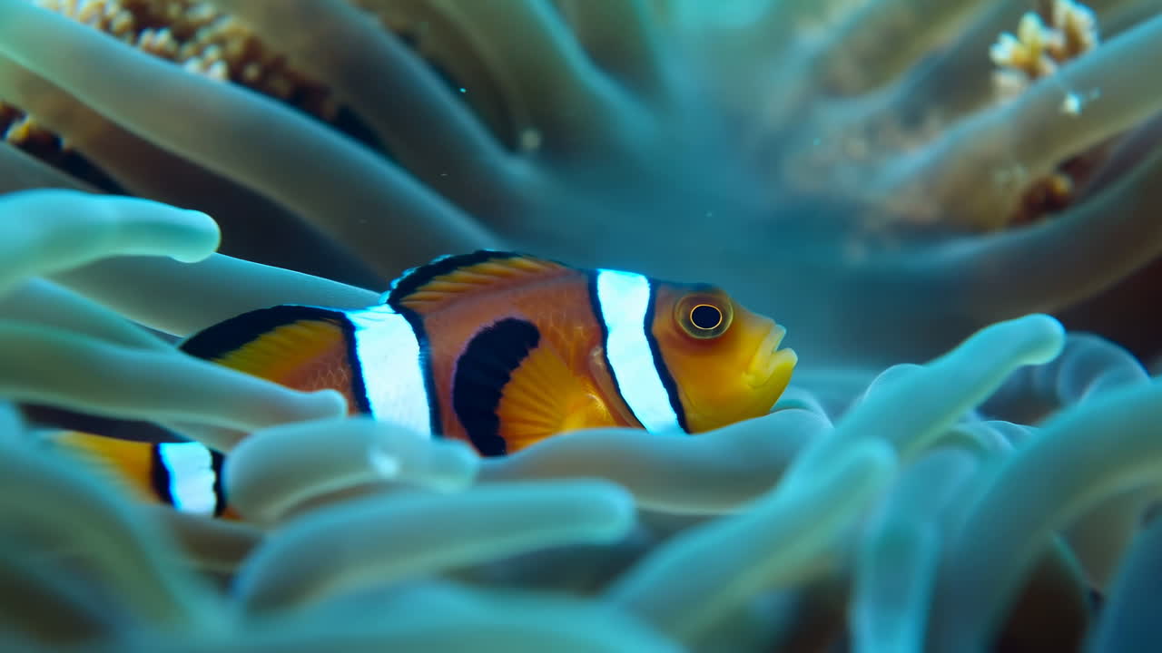 Pesce pagliaccio nel suo anemone