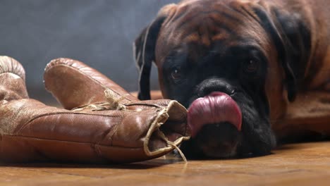 boxer dog lying down on the floor and playing with brown vintage boxing gloves.