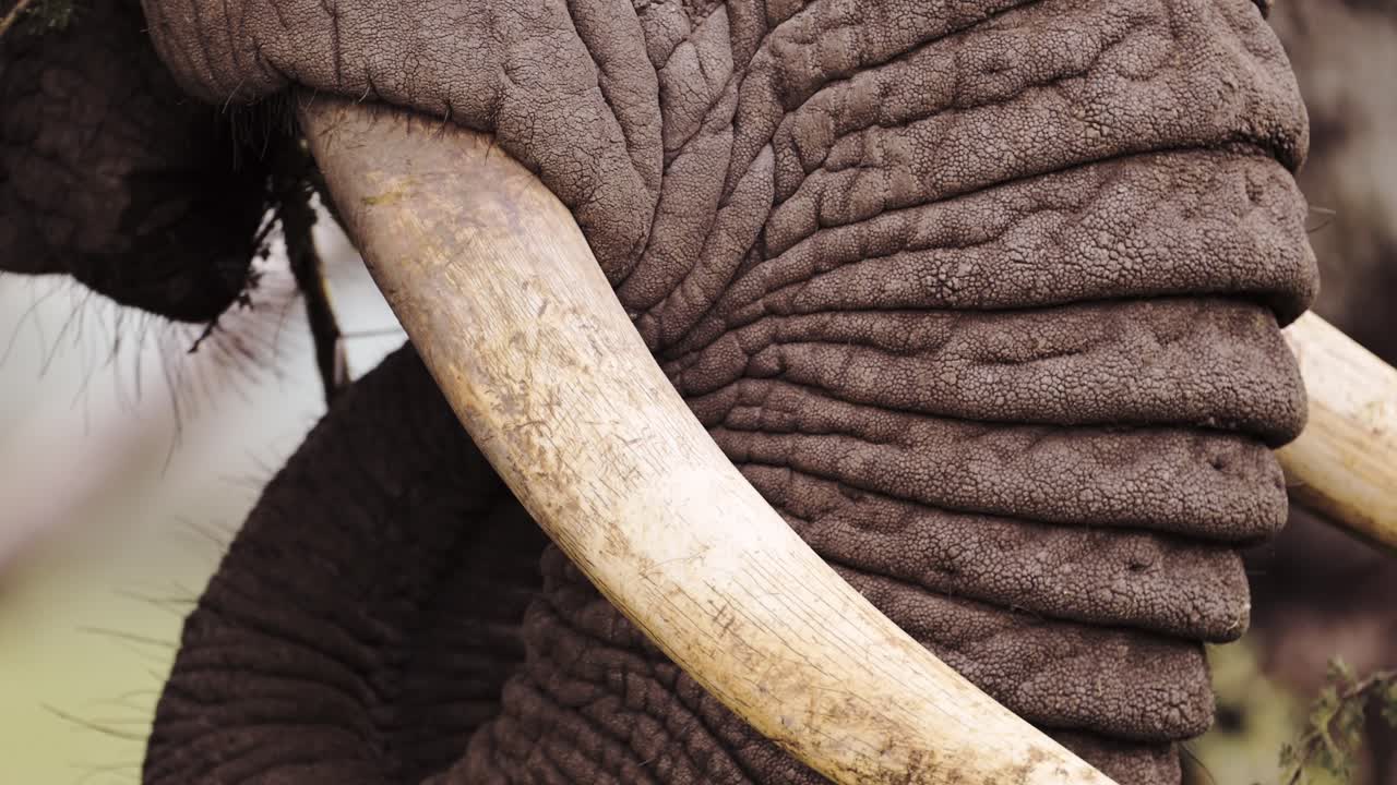 el colmillo del elefante africano de cerca detalle extremo en el parque nacional del serengeti en tanzania en áfrica, los elefantes se alimentan y comen arbustos con tronco en el safari de vida silvestre africano animales de juego