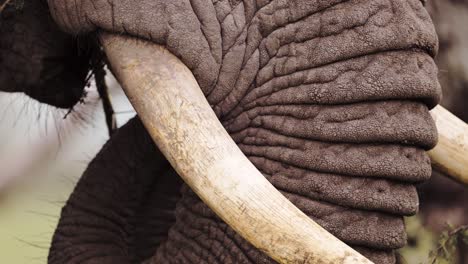 african elephant tusk close up extreme detail in serengeti national park in tanzania in africa, elephants feeding and eating bushes with trunk on african wildlife safari animals game drive