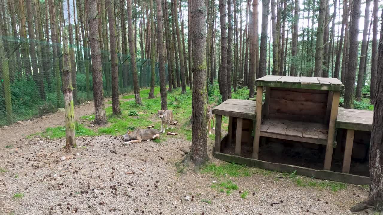 Wolves lying on ground in wooded enclosure, natural daylight, static wide shot, tranquil atmosphere