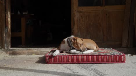 a brown and white dog sleeps on a bed outside