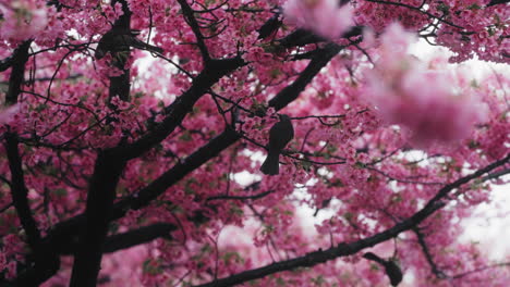 birds in cherry blossom trees