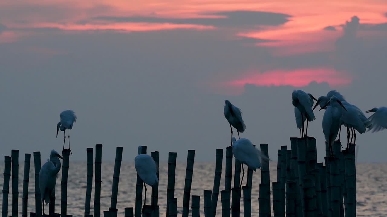 중대 백로, 일컬어 일반적인 백로 또는 큰 백로