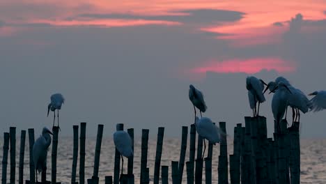 The-Great-Egret,-also-known-as-the-Common-Egret-or-the-Large-Egret