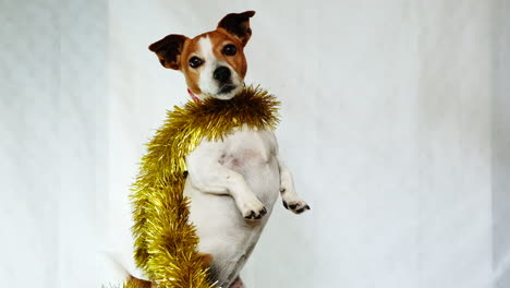 jack russell terrier dog draped in gold tinsel sits on haunches to get treat