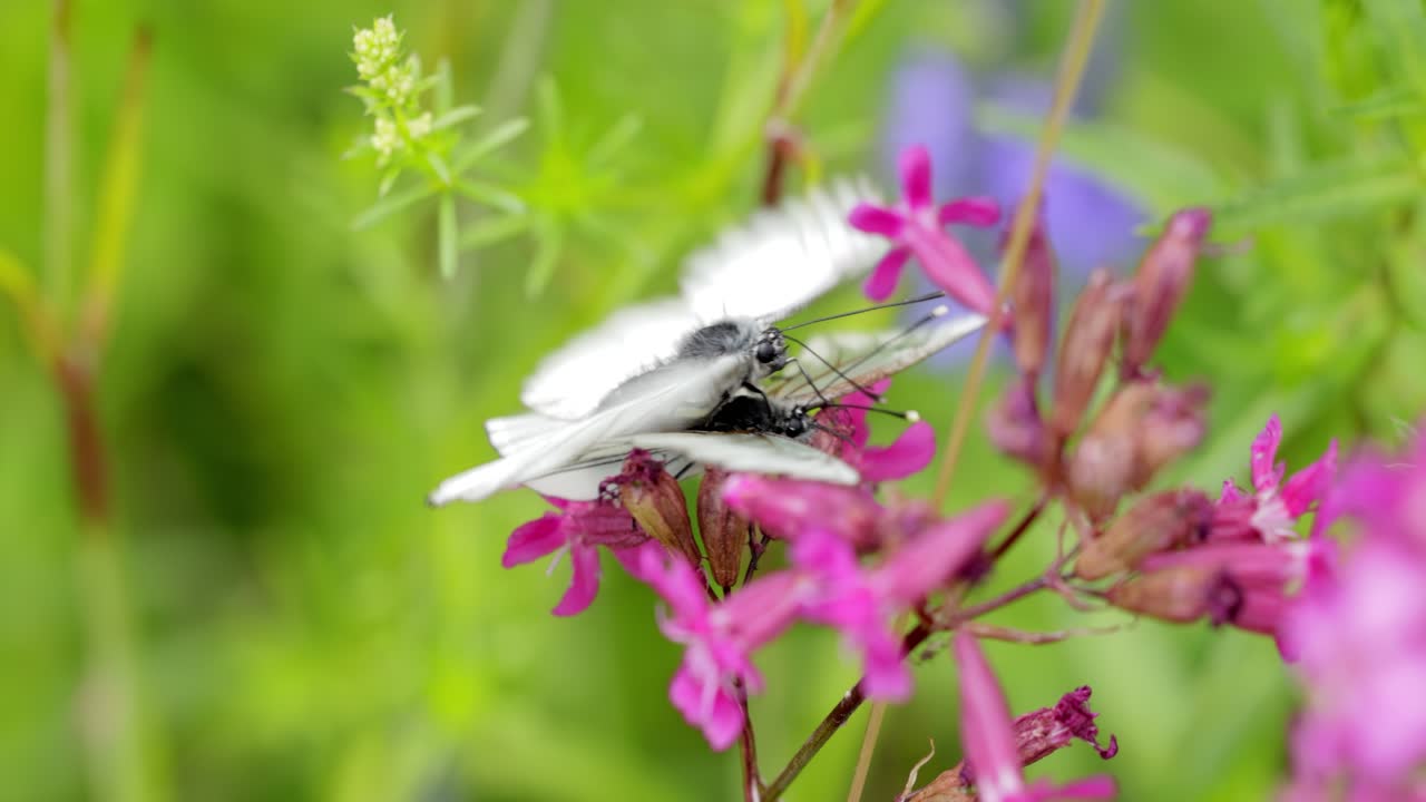 Mating of butterflies. Butterfly Aporia crataegi, the black-veined white, is a large butterfly of the family Pieridae.