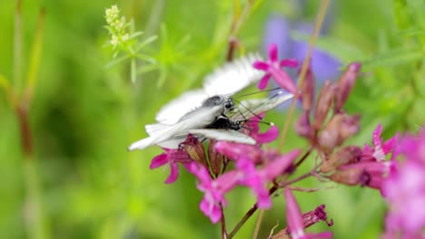 mating of butterflies. butterfly aporia crataegi, the black-veined white, is a large butterfly of the family pieridae.
