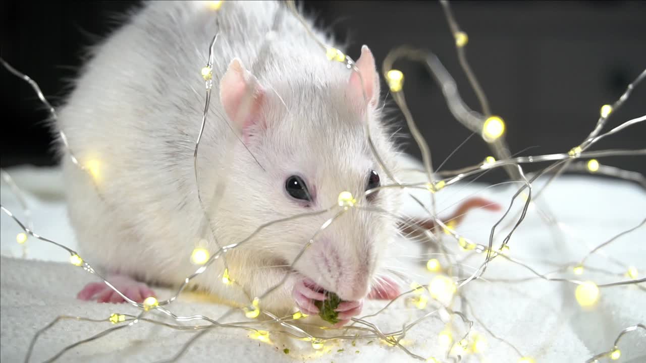 Ratto di Ferro. Simbolo dell'anno 2020. Filmato in loop. Cinemagraph. 4K
