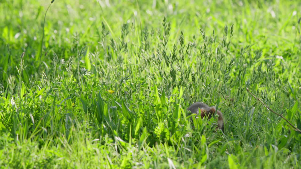 Criceto che sbircia nell'erba alta del frutteto (Dactylis glomerata), parzialmente nascosto in un prato incolto, rivolto verso la fotocamera. Primo piano in stile fauna selvatica con morbido bokeh verde.