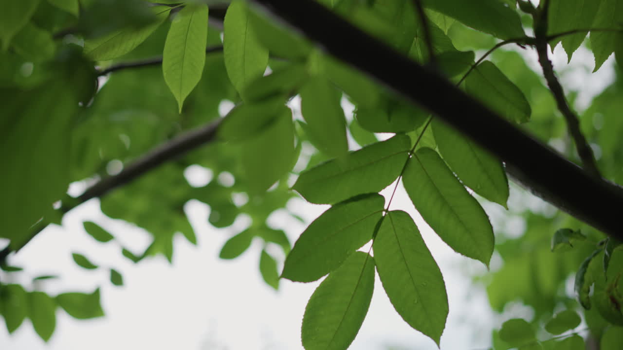 Vivid forest canopy. Bright green leaves under pale sky. Lush tree foliage with delicate vein details illuminated. Serene woodland scene with backlit leaves and gentle breeze blowing