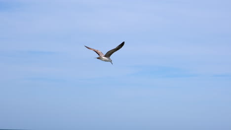 wide tracking shot of beautiful seagull flying under blue sky during daytime with wide wings spread