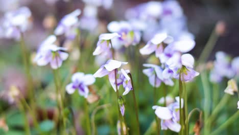 close-up of blooming viola flowers in garden