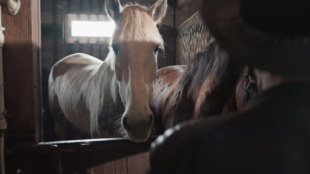 Apprentice learning grooming with two horses at stable entrance, caucasian student watches mane and coat technique, mentor presence implied, warm barn light, focused equine education scene