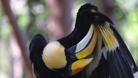 Great-Hornbill,-Buceros-bicornis