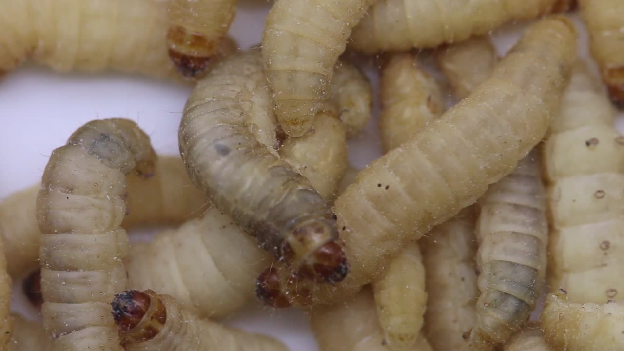 Wax Moth Caterpillars or larvae, also known as Waxworms or Waxgrubs