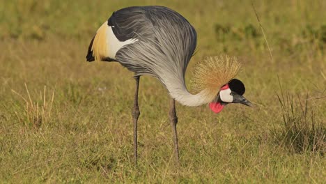 slow motion shot of grey crowned cranes feeding in the tall grass of the savanna savannah in beautiful light showing colourful feathers, african wildlife in maasai mara national reserve, kenya