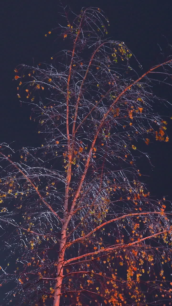 ramas de árboles desnudas iluminadas por una suave luz brillante, rodeadas de colorido follaje de otoño contra un cielo nocturno oscuro, la interacción de vibrantes tonos rojo, naranja y verde