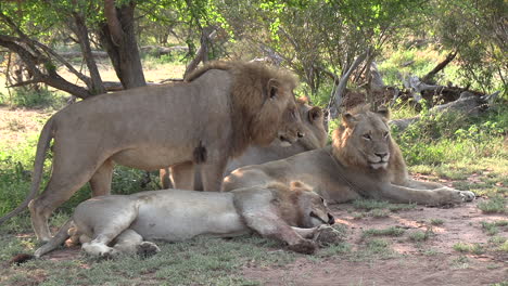 Orgullo-De-Leones-Machos-Preparándose-Para-La-Siesta