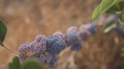 up close of soft pink and grey wild plants like tinny hues on a branch with green leaves